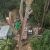 WF Paisagismo - Imagem 12