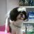 Mon Petit Pet Shop - Imagem 9