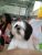 Mon Petit Pet Shop - Imagem 13