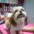 Mon Petit Pet Shop - Imagem 11