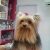 Mon Petit Pet Shop - Imagem 12