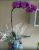 Recanto Das Flores - Imagem 4