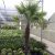 Buriti Jardinagem e Paisagismo - Imagem 4