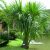 Buriti Jardinagem e Paisagismo - Imagem 3