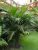 Buriti Jardinagem e Paisagismo - Imagem 1