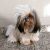 Shop Dog - Imagem 1