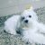 Shop Dog - Imagem 2