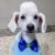 Shop Dog - Imagem 3