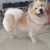 Shop Dog - Imagem 4