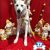 Shop Dog - Imagem 5