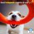 Shop Dog - Imagem 8
