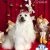 Shop Dog - Imagem 9