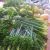 Hortifruti Ronilton - Imagem 7